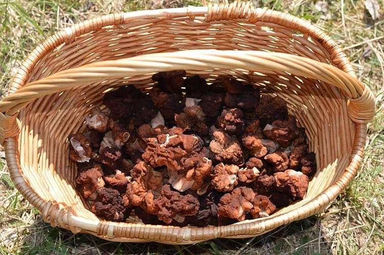 Bobausiai - bulviukose.lt
