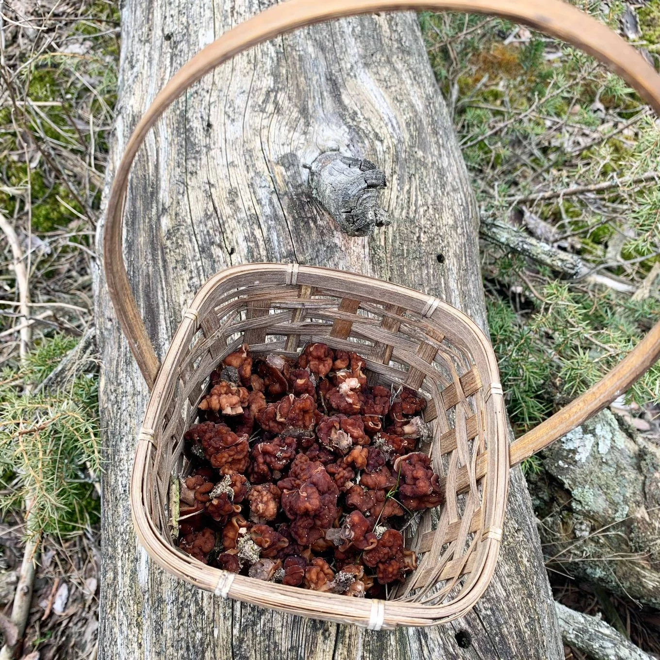 Bobausiai 