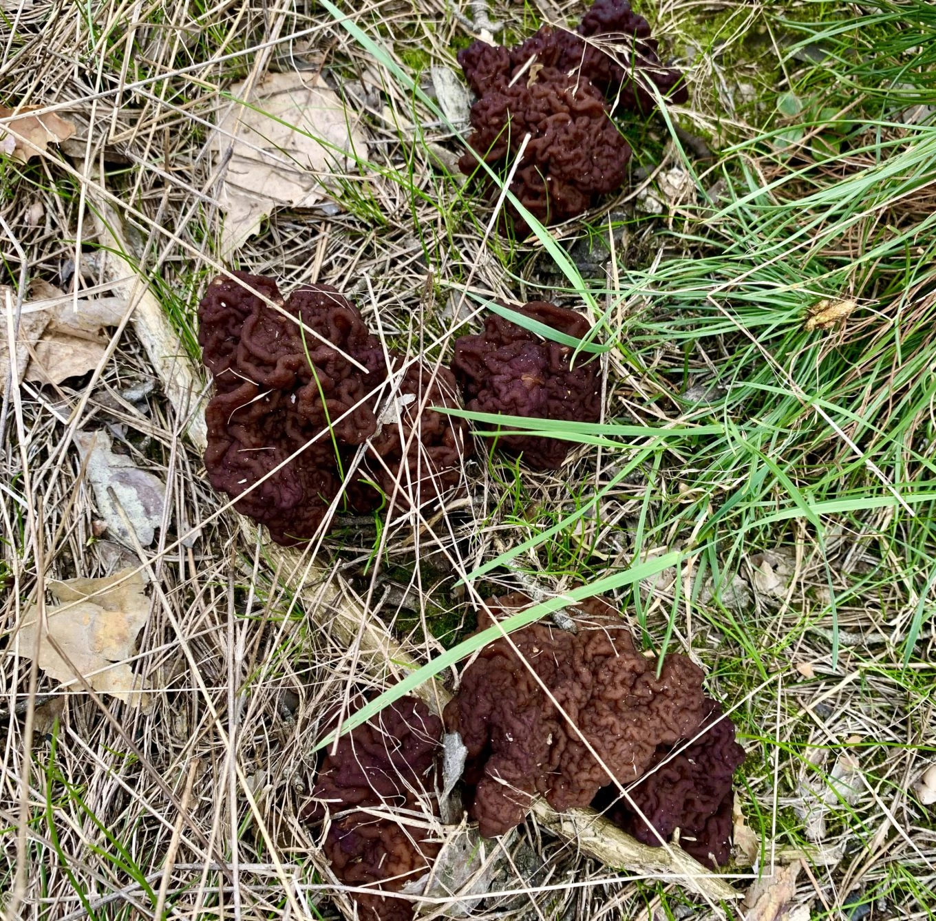 Grybavimas bobausiai