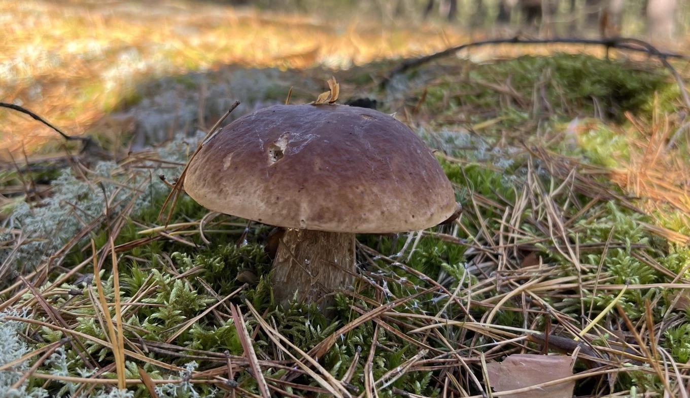 Grybų receptai